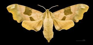 Attēlu rezultāti vaicājumam “Mimas tiliae”