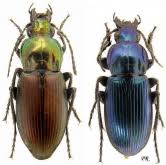 Attēlu rezultāti vaicājumam “Poecilus lepidus”