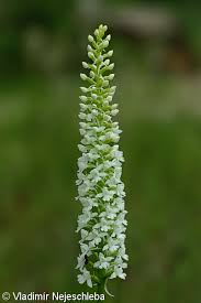 Attēlu rezultāti vaicājumam “Gymnadenia conopsea leaf”