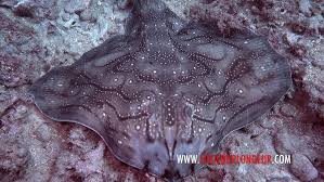 Image result for Raja undulata