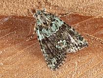 Attēlu rezultāti vaicājumam “Griposia aprilina”