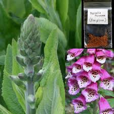 Attēlu rezultāti vaicājumam “Digitalis purpurea fruit”