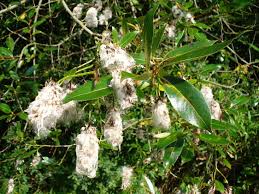 Attēlu rezultāti vaicājumam “Salix pentandra”