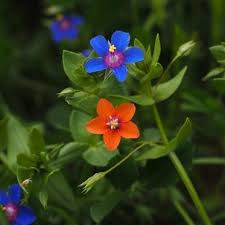 Attēlu rezultāti vaicājumam “Anagallis arvensis flower”