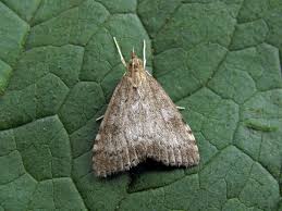 Attēlu rezultāti vaicājumam “Udea prunalis”