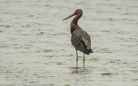 Attēlu rezultāti vaicājumam “Ciconia ciconia juvenile”