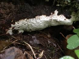 Attēlu rezultāti vaicājumam “Perenniporia medulla-panis”