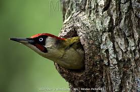 Attēlu rezultāti vaicājumam “Picus viridis nest”