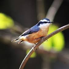 Attēlu rezultāti vaicājumam “Sitta europaea male”