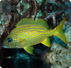 Image result for Haemulon flavolineatum