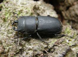 Attēlu rezultāti vaicājumam “Dorcus parallelopipedus”