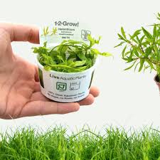 Attēlu rezultāti vaicājumam “Subularia aquatica leaf”