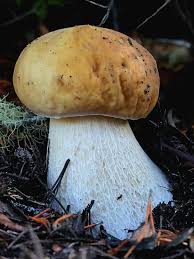 Attēlu rezultāti vaicājumam “Lindbladia tubulina spores”