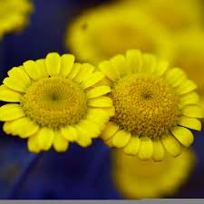 Image result for Anthemis tinctoria