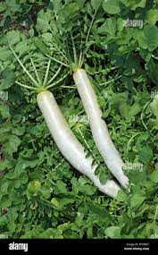 Attēlu rezultāti vaicājumam “Raphanus sativus”