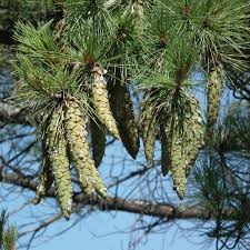 Attēlu rezultāti vaicājumam “Pinus strobus fruit”