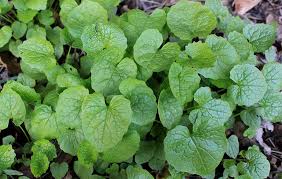 Attēlu rezultāti vaicājumam “Alliaria petiolata leaf”