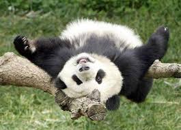 panda