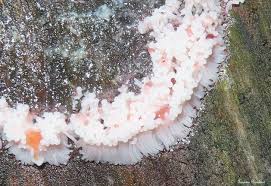 Attēlu rezultāti vaicājumam “Willkommlangea reticulata plasmodium”