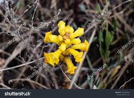 Attēlu rezultāti vaicājumam “Orobanche elatior flower”