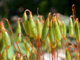 Attēlu rezultāti vaicājumam “Bryum caespiticium sporophyte”