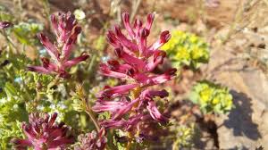 Attēlu rezultāti vaicājumam “Fumaria officinalis leaf”