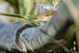 Attēlu rezultāti vaicājumam “Strongylosoma pallipes”