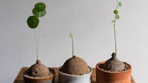 Attēlu rezultāti vaicājumam “Trichia erecta stalked”