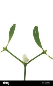 Attēlu rezultāti vaicājumam “Viscum album fruit”