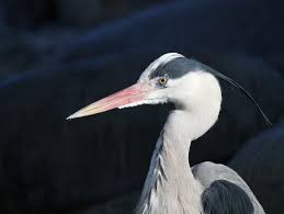 Attēlu rezultāti vaicājumam “Ardea cinerea”