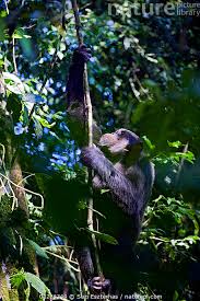 Attēlu rezultāti vaicājumam “Troglodytes troglodytes adult”