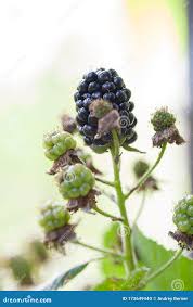 Attēlu rezultāti vaicājumam “Rubus nessensis fruit”