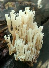 Attēlu rezultāti vaicājumam “Clavicorona pyxidata”