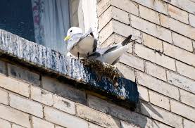 Attēlu rezultāti vaicājumam “Rissa tridactyla nest”