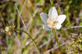 Attēlu rezultāti vaicājumam “Parnassia palustris leaf”