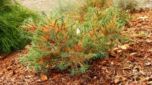 Attēlu rezultāti vaicājumam “Larix”