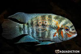 Attēlu rezultāti vaicājumam “Collaria rubens macro”