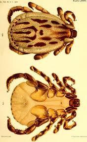 Attēlu rezultāti vaicājumam “Dermacentor reticulatus female”