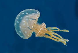 Attēlu rezultāti vaicājumam “Scyphozoa”