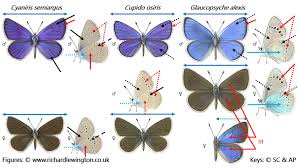 Attēlu rezultāti vaicājumam “Cyaniris semiargus male”