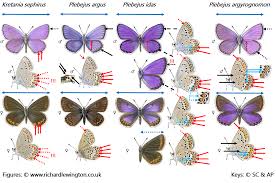 Attēlu rezultāti vaicājumam “Plebejus argus”