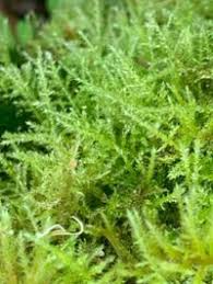 Attēlu rezultāti vaicājumam “Eurhynchium praelongum”