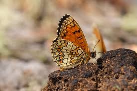 Attēlu rezultāti vaicājumam “Mellicta athalia”