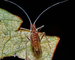 Attēlu rezultāti vaicājumam “Drepanosiphum platanoidis”