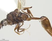 Attēlu rezultāti vaicājumam “Licea pygmaea sessile”