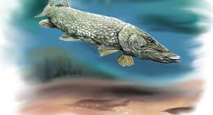 Image result for Esox lucius