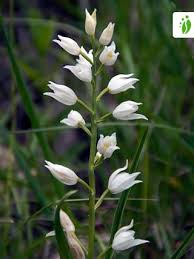 Attēlu rezultāti vaicājumam “Cephalanthera longifolia”