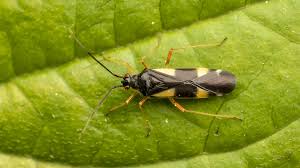 Attēlu rezultāti vaicājumam “Dryophilocoris flavoquadrimaculatus”