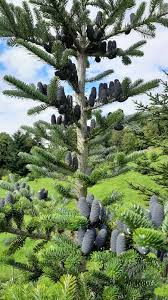 Attēlu rezultāti vaicājumam “Abies veitchii”