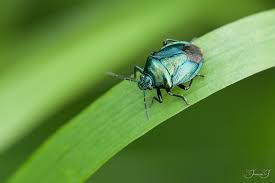 Attēlu rezultāti vaicājumam “Zicrona caerulea”